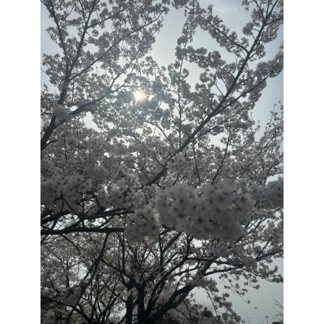 になさんの写メ日記